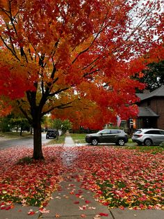 a tree with red leaves on the ground and cars parked in the street behind it