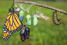 a group of butterflies hanging from a tree branch with green and yellow eggs in the background