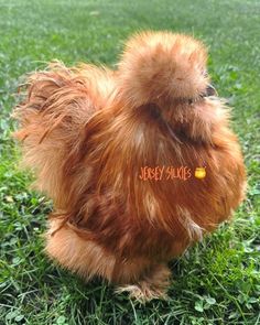 a small brown chicken standing on top of a lush green grass covered field with the word jersey hawks written in it's ear