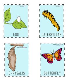 four different types of butterflies and caterpillars with the words butterfly, caterpillar