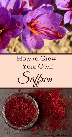 saffron seeds in a bowl with the words how to grow your own saffron