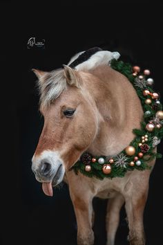 a brown horse wearing a christmas wreath around it's neck with its tongue out