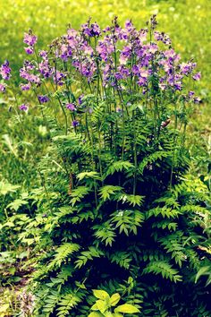 some purple flowers are growing in the grass