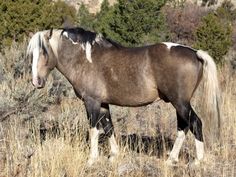 a brown and white horse standing on top of a dry grass covered field with trees in the background