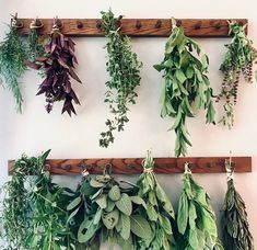 various herbs hanging on a wall with wooden pegs