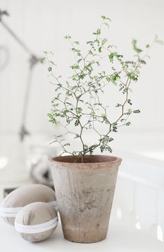 a potted plant sitting on top of a white table