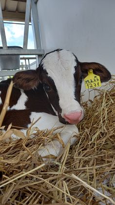 a brown and white cow laying on top of dry grass