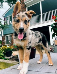 Australian Shepherd Puppy
German Shepherd Puppy German Shepherd Mixed With Australian Shepherd, German Shepherd And Australian Shepherd, German Aussie Shepherd, Australian Shepherd Mixed With German Shepherd, German Shepherd Australian Shepherd Mix Dogs, Husky Australian Shepherd Mix Puppies, German Shepherd X Australian Shepherd, Australian German Shepherd Mix Puppies, German Shepard Mixes