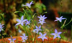 small blue flowers are growing in a pot