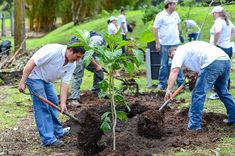 several people are digging in the ground with shovels and trees to plant something together