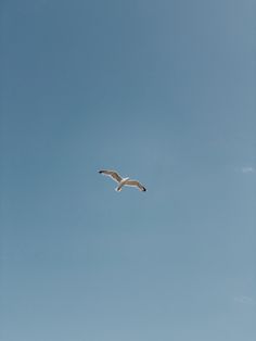 a seagull flying high in the blue sky