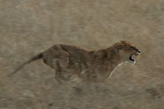 a lion running through the grass with its mouth open