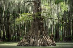 a large tree with moss growing on it's trunk in the middle of a swamp