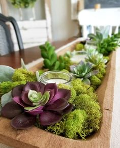 some succulents and other plants are on a long wooden table with a candle