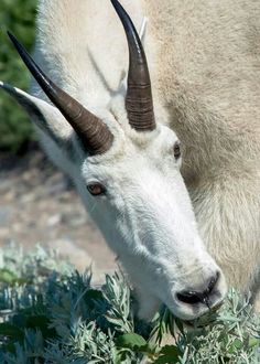 an animal with long horns grazing in the grass