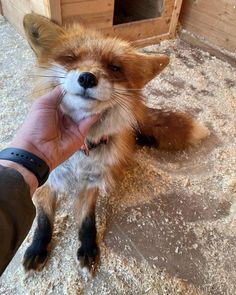 a small red fox sitting on top of a cement floor next to a person's hand