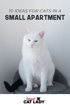 a white cat sitting on top of a chair with the caption 10 ideas for cats in a small apartment