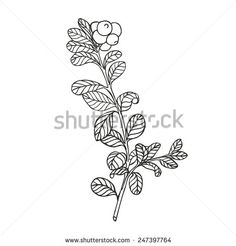 Linear Art, Vector Drawing, Lotus Flower Tattoo, Flower Drawing, Flower Tattoo, White Background, Stock Vector