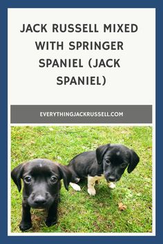 two black and white puppies standing next to each other in the grass with text that reads jack russell mixed with springer spaniel jack spaniel