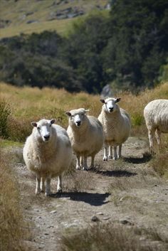 four sheep standing on a dirt road in front of some grass and trees with hills in the background