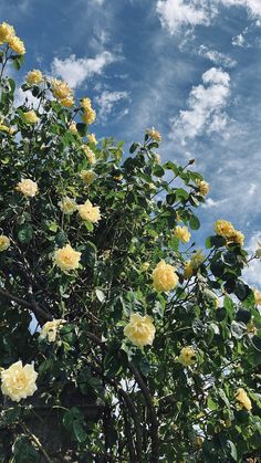 yellow roses blooming on the branches of a tree with blue sky and clouds in the background