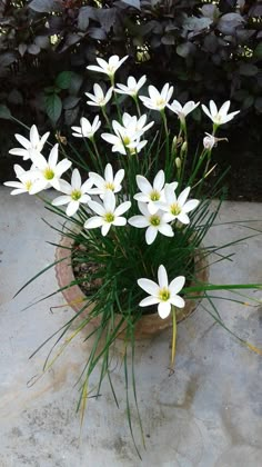 a potted plant with white flowers in it