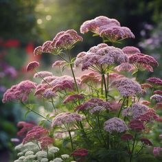 some pink and white flowers in a garden