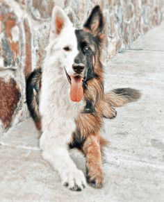 a german shepherd dog laying on the ground with its tongue hanging out and it's mouth open