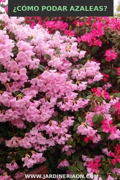 pink azaleas in bloom with text overlay that says, what's the color?