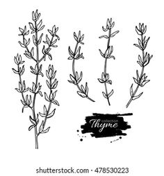 three different types of herbs drawn in ink on white paper with the words collection thyme