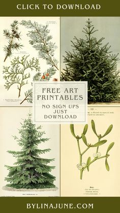 different types of pine trees with text overlay that reads, free art printables for