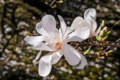 a white flower is blooming on a tree branch