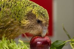 a bird is eating an apple in the grass and has it's head on top of another fruit