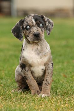 a puppy sitting in the grass looking up at something with blue eyes royalty images and clippings