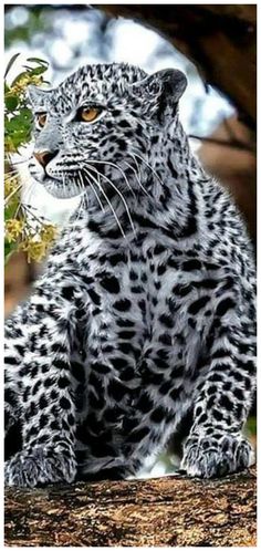 a black and white leopard sitting on top of a tree branch with its eyes open