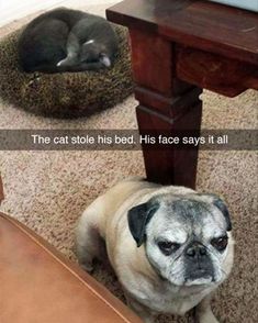 a pug dog laying on the floor next to a table with a cat sleeping in it