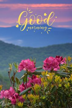 pink flowers with the words good morning in front of mountains and clouds at sunset or sunrise