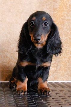 a small black and brown dog sitting on top of a metal floor next to a wall