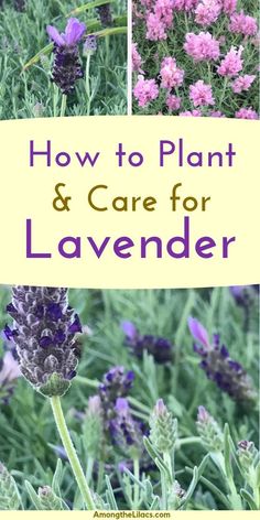 how to plant and care for lavender in the garden with pictures of flowers on it