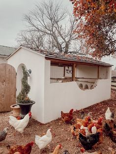 chickens and roosters in front of a small white building with a potted plant