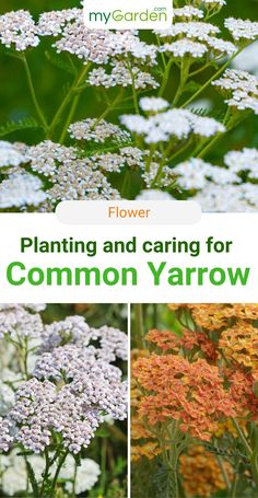 some white and orange flowers with the words flower planting and caring for common yarrow