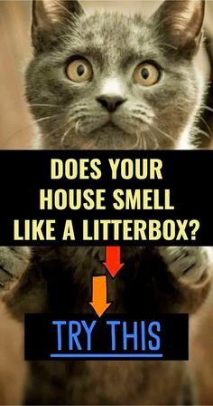 a cat is holding up a sign that says, does your house smell like a litterbox? try this