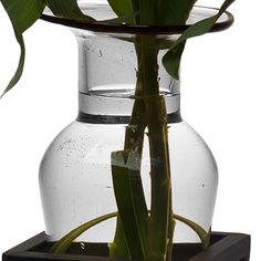 a clear vase filled with water and flowers on top of a wooden stand holding green leaves