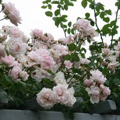 pink roses are growing on the top of a planter in front of a gray fence