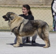 a woman kneeling down next to a large brown and black dog on top of a cement ground