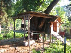 a cow is standing in front of a tree and fenced off area with a shed