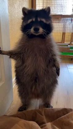 a raccoon is standing on its hind legs