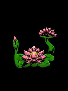 two pink water lilies floating on top of each other