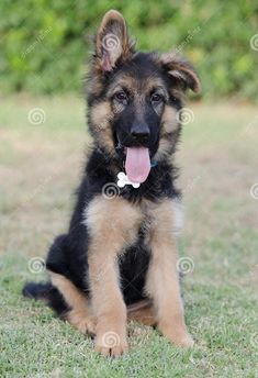 a german shepherd puppy sitting in the grass with its tongue out and his tongue hanging out