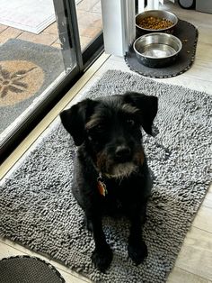 a small black dog sitting on top of a rug